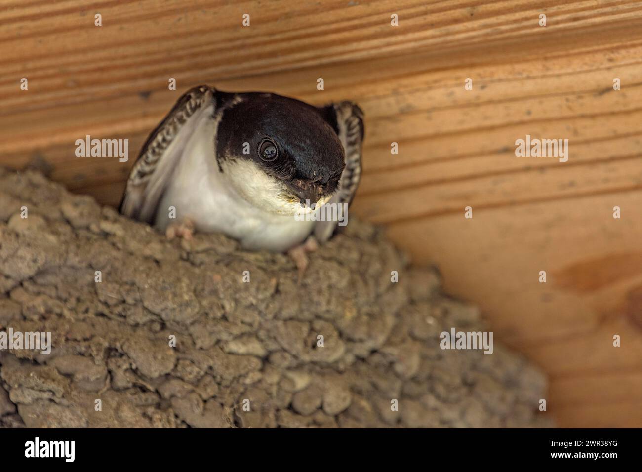 Hirundinidae dans son nid, Medcklenburg-Vorpommern, Allemagne Banque D'Images