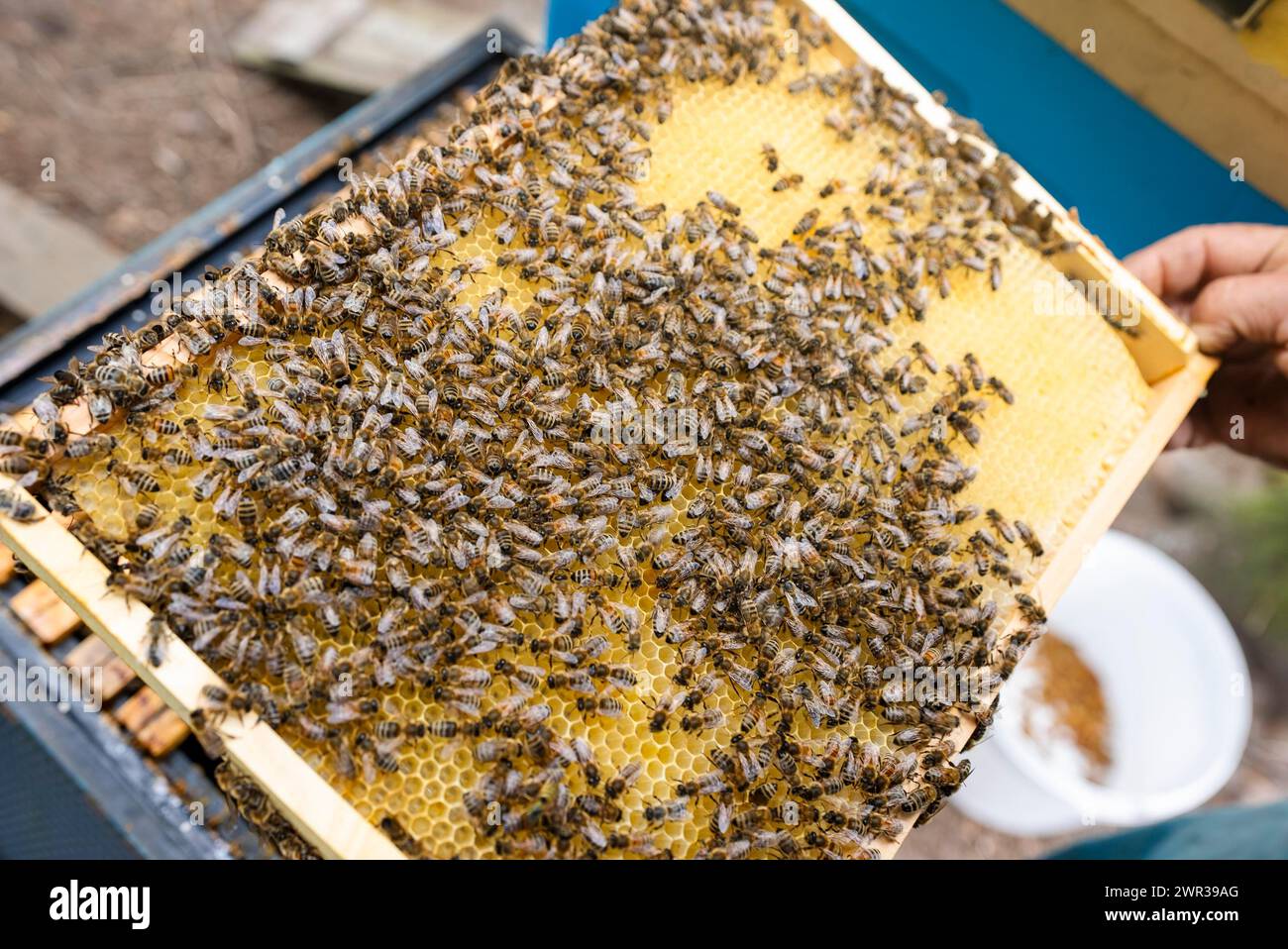 Fantastique ruche produisant le miel, la nature, l'homme et l'abeille, miel doux, nid d'abeille, nectar, apiculture, Pologne Banque D'Images