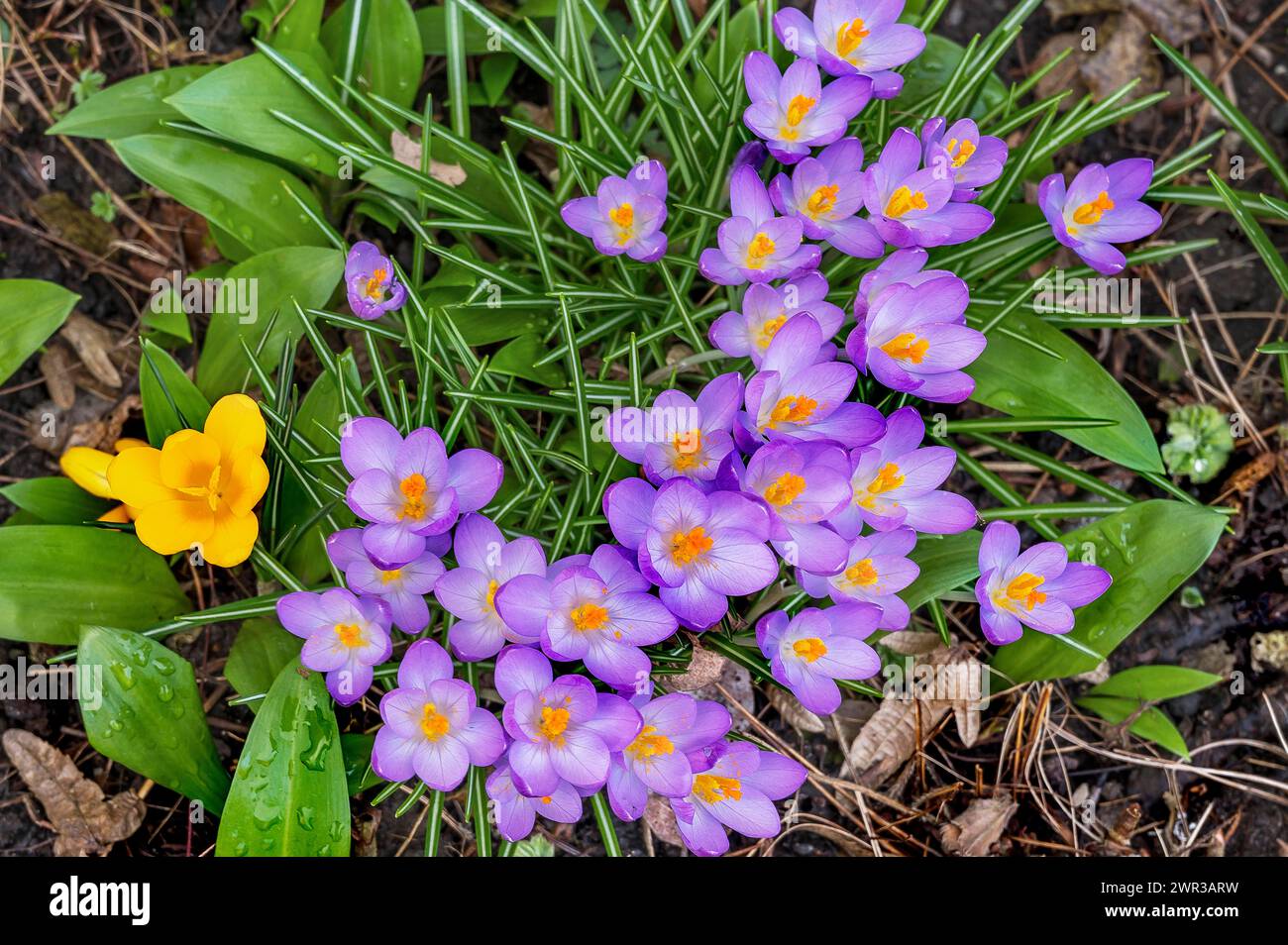 Crocus (Iridaceae), Allgaeu, Bavière, Allemagne Banque D'Images