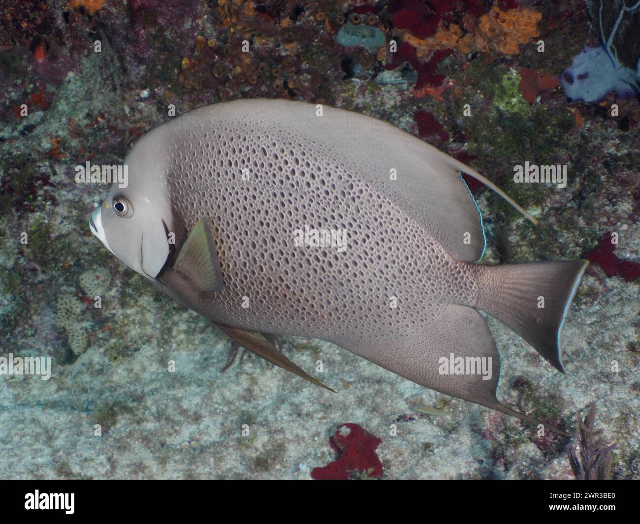 Poisson-ange gris (Pomacanthus arcuatus), site de plongée John Pennekamp Coral Reef State Park, Key Largo, Florida Keys, Floride, États-Unis Banque D'Images