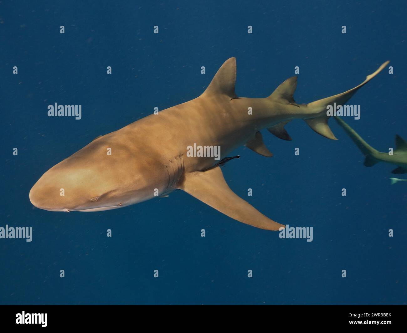 Requin citron (Negaprion brevirostris) avec un gardien de navire (Echeneidae) au large de Jupiter, Floride, États-Unis Banque D'Images