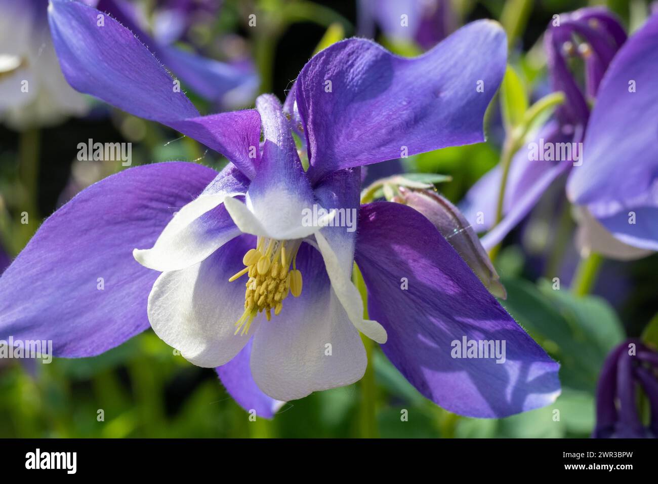 Fleur violette d'une plante de jardin avec étamines jaunes saillantes Banque D'Images