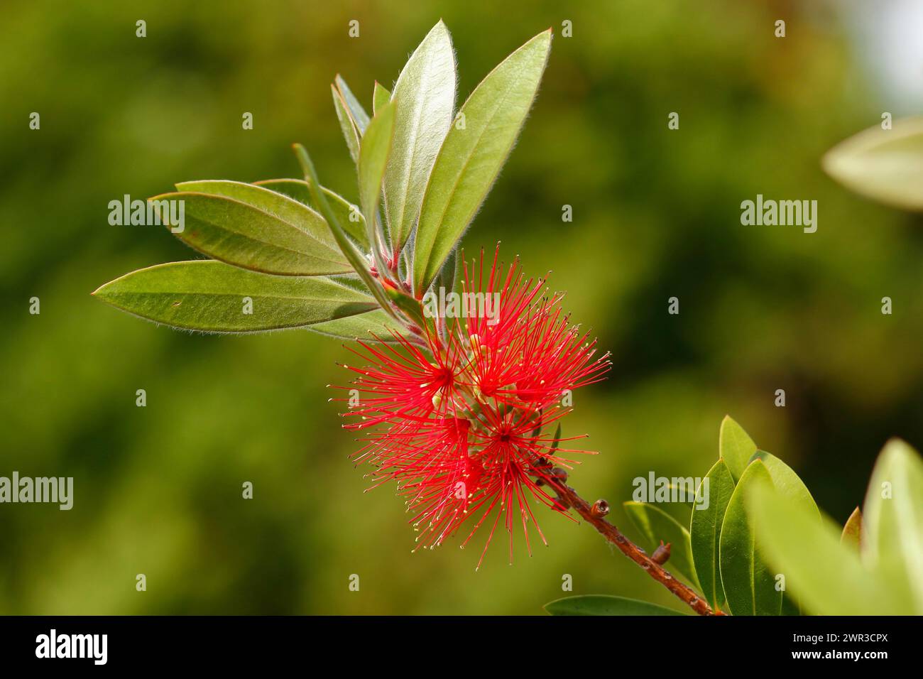 Broussailles écarlate (Callistemon citrinus), inflorescence, Rhénanie du Nord-Westphalie, Allemagne Banque D'Images