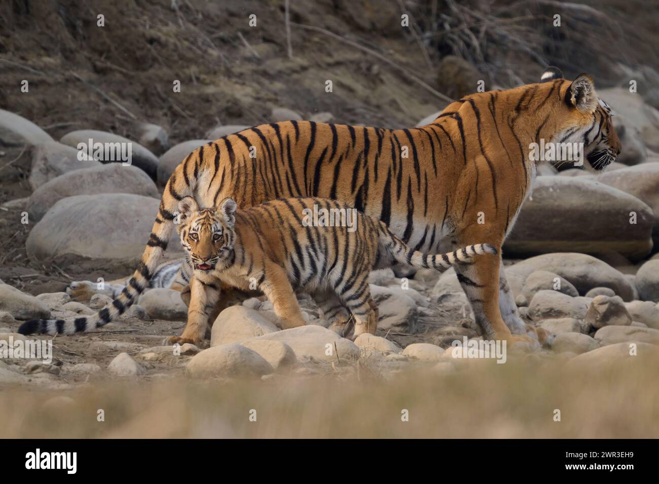 Tiger Paarwali et l'un de ses petits, parc national de Corbett, Inde, février 2024 Banque D'Images