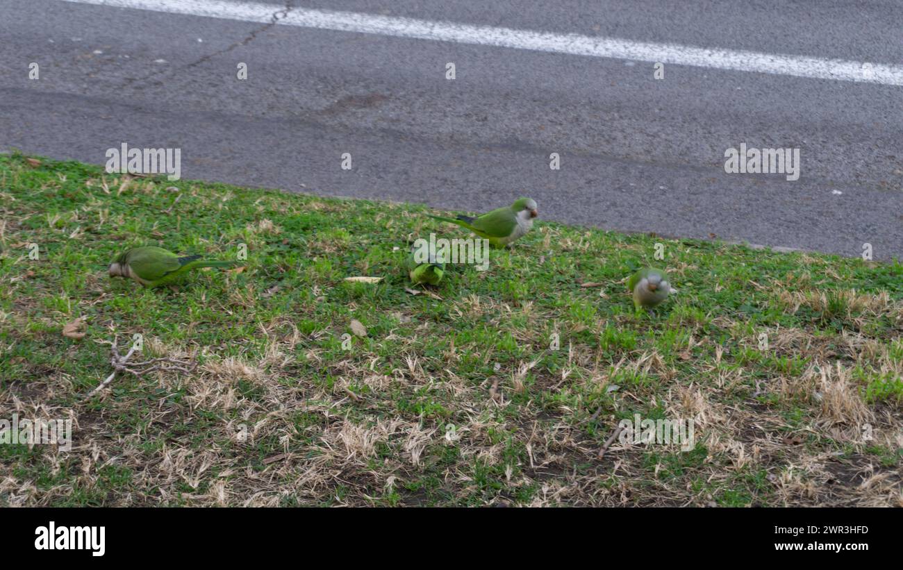 Les perroquets verts vibrants se rassemblent, la nature urbaine Banque D'Images