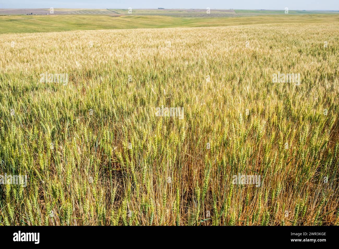 Blé cultivé dans l'est de l'État de Washington aux États-Unis. Banque D'Images