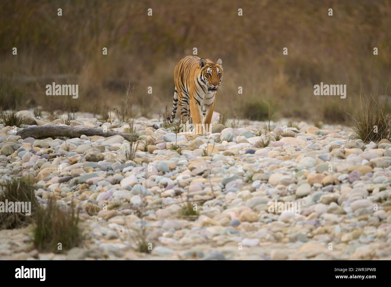 Tigre - tigresse Paarwali, parc national de Corbett, février 2024. Banque D'Images