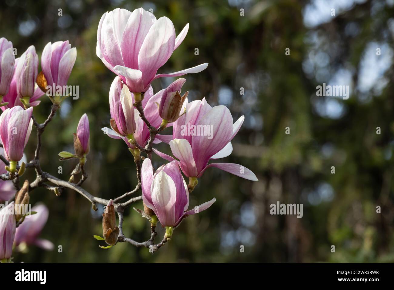 magnolia sur un fond flou de végétation verte Banque D'Images