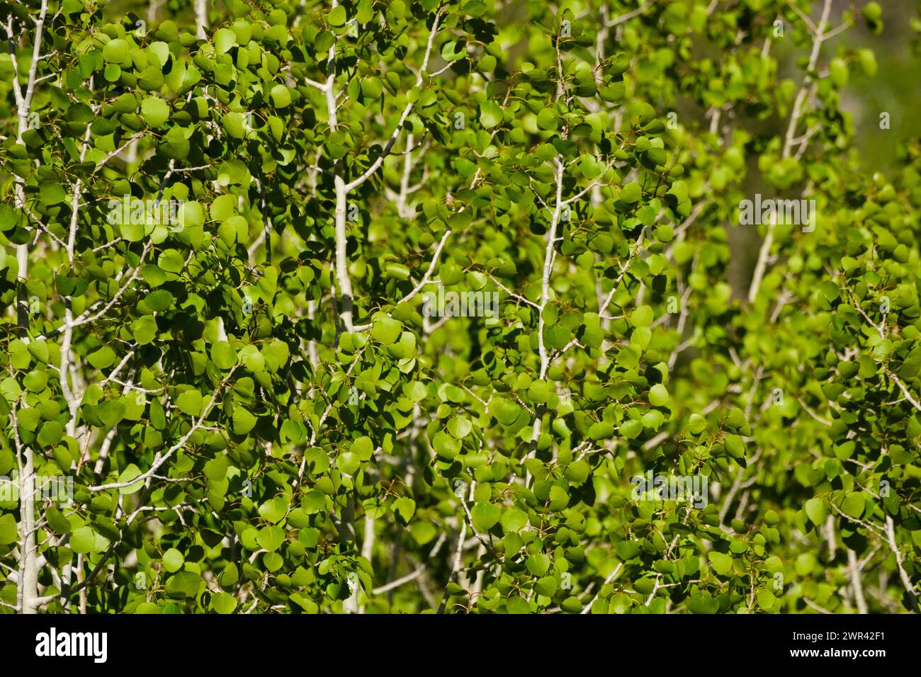 Arbres et feuilles d'Aspen, États-Unis. Banque D'Images