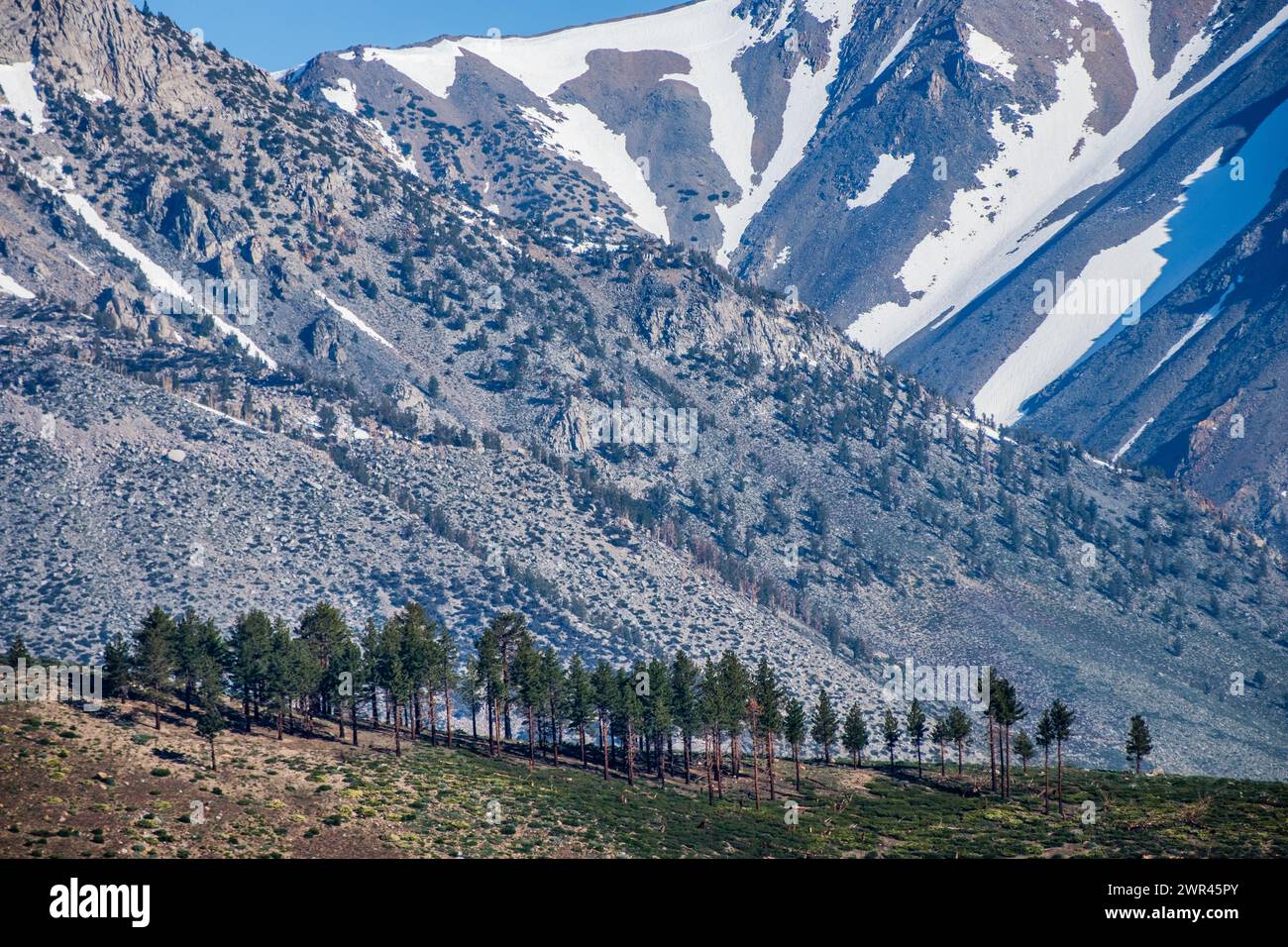 Un tonneau d'arbres vu du terrain de camping four Jeffrey dans la forêt nationale d'Inyo dans l'est des montagnes de la Sierra Nevada près de Bishop, Californie, États-Unis. Banque D'Images