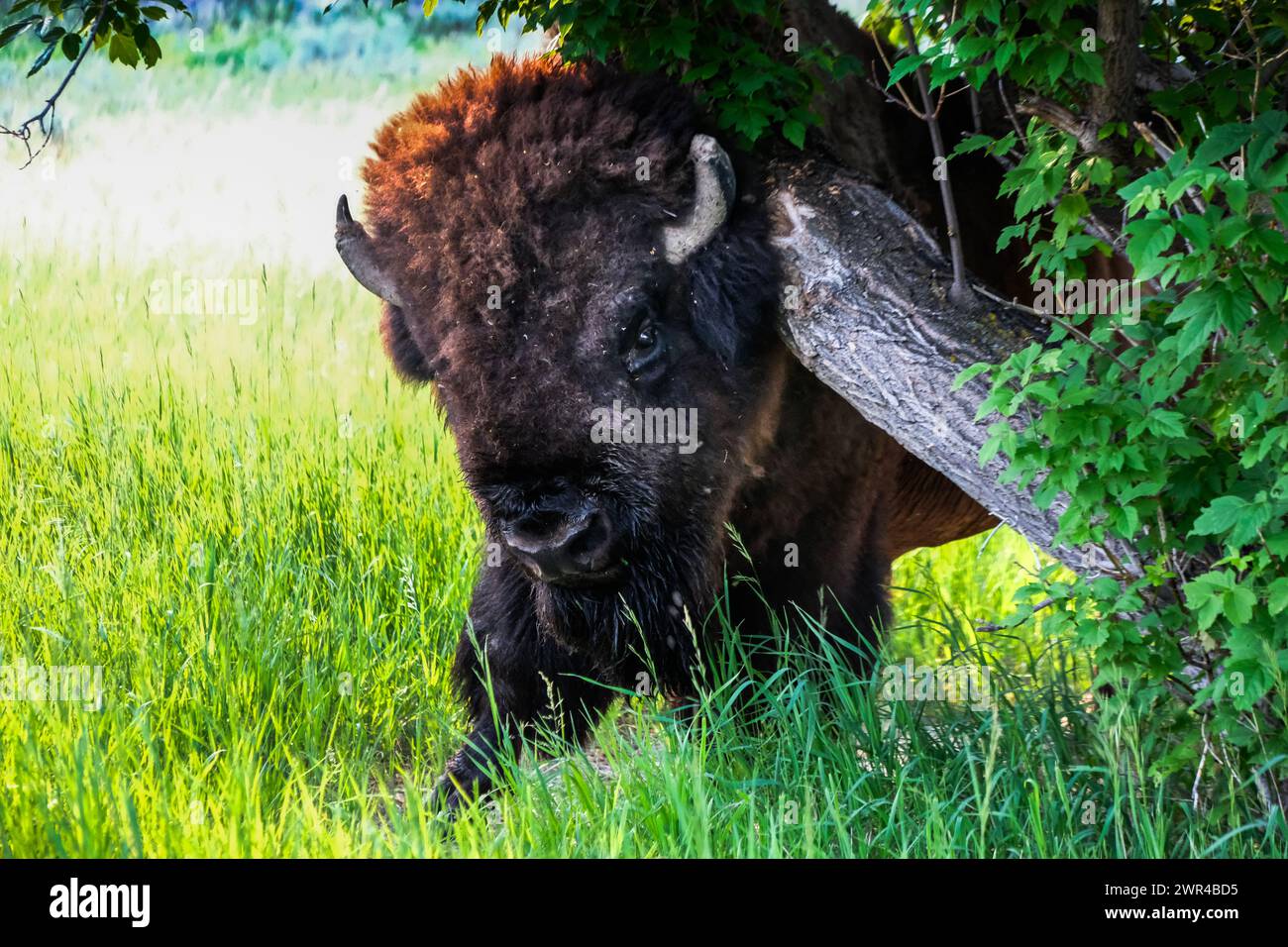 Buffalo (bison d'Amérique) frotte contre un arbre dans le parc national Theodore Roosevelt dans le Dakota du Nord, États-Unis. Près de Medora, Dakota du Nord. Banque D'Images
