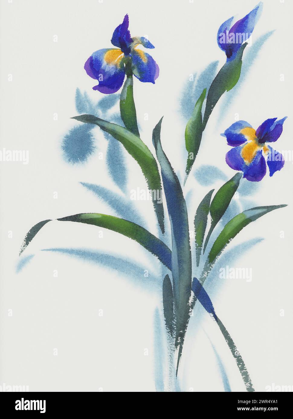 Un bouquet de trois fleurs d'iris peintes à l'aquarelle sur fond blanc Banque D'Images