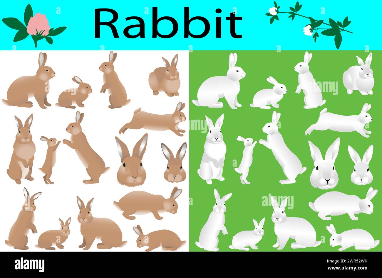Collection de lapins et ses oursons en image couleur Illustration de Vecteur