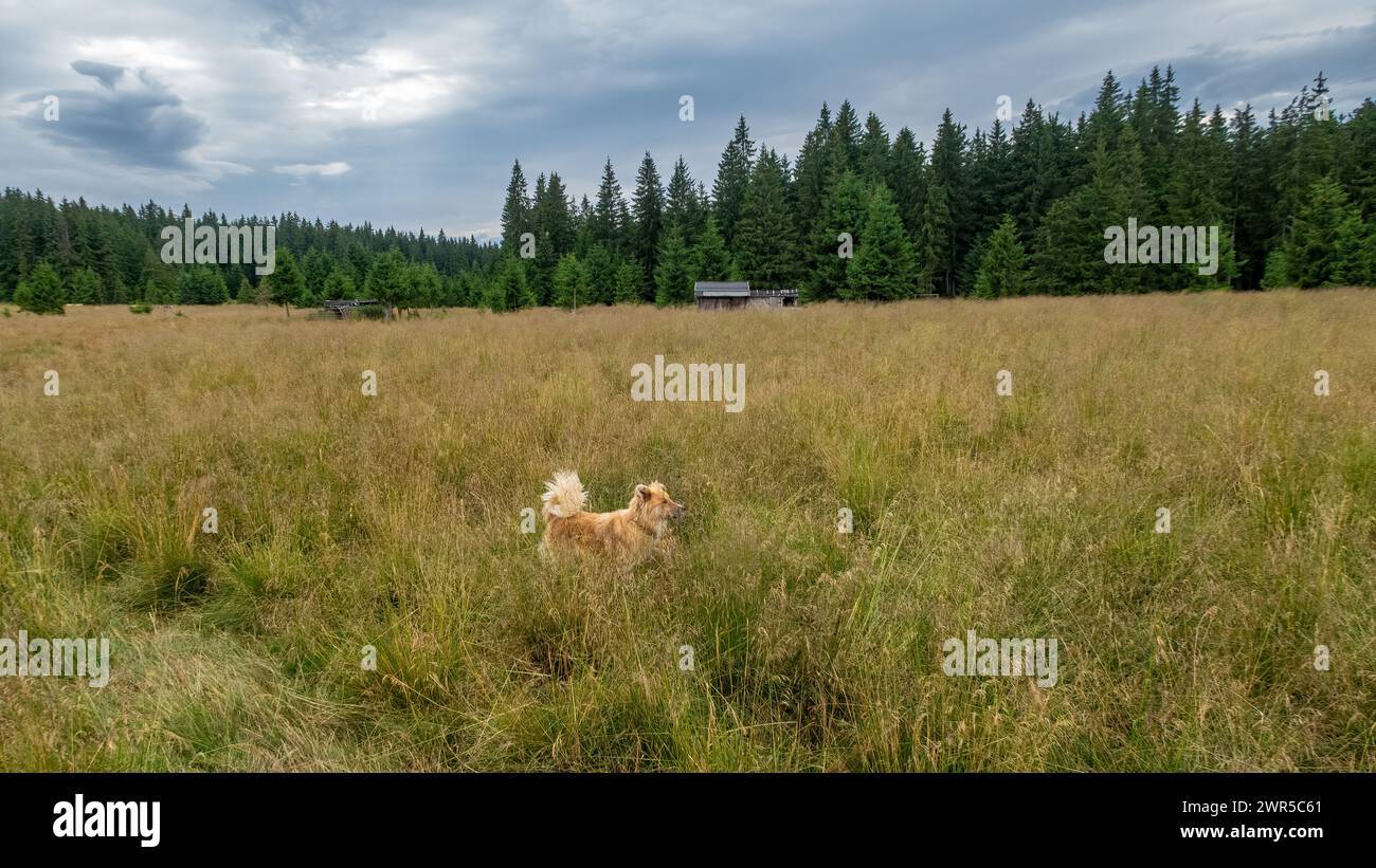 Chiens de brebis dans les Carpates en Roumanie Banque D'Images