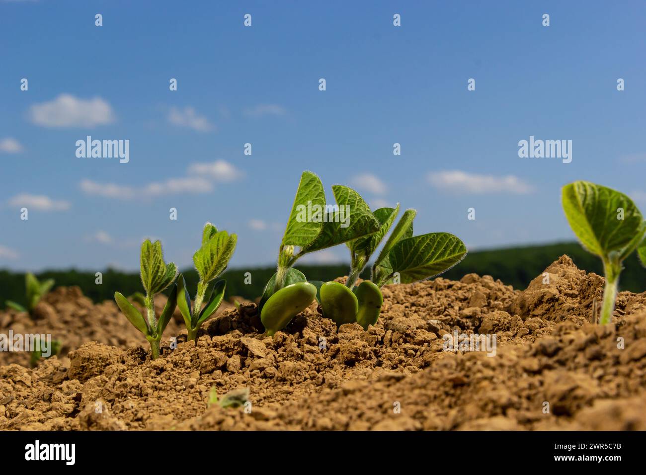 Un germe tendre d'une plante agricole de soja dans un champ pousse dans une rangée avec d'autres germes. Mise au point sélective. Flou artistique. Banque D'Images