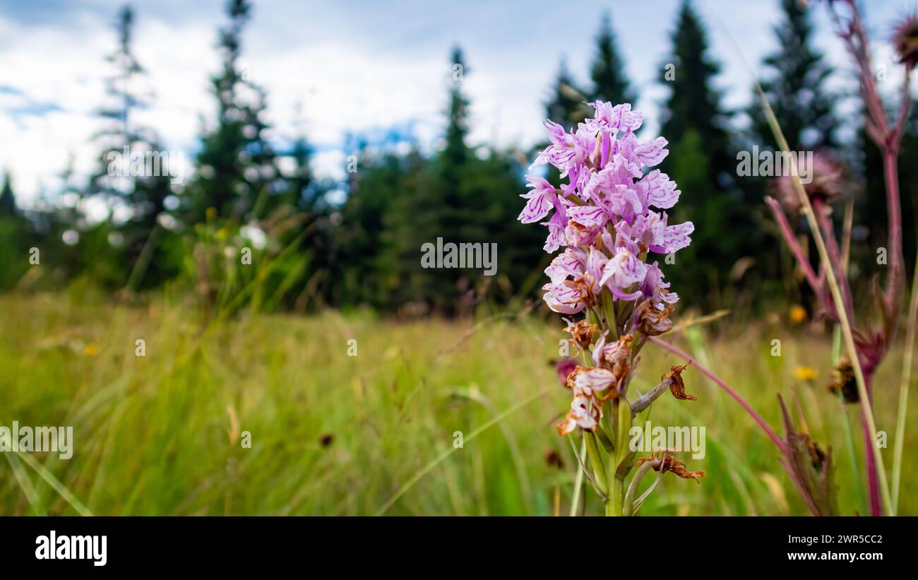 Une fleur d'orchidée sauvage sur une prairie Banque D'Images