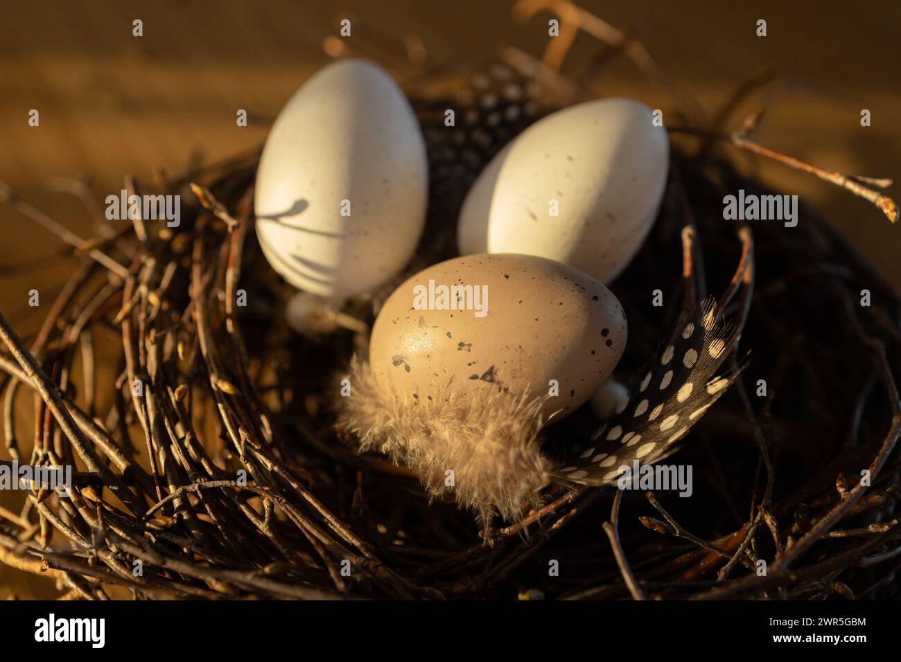 Oeufs de Pâques dans le nid sous la lumière du coucher du soleil. Carte de voeux printanière Banque D'Images