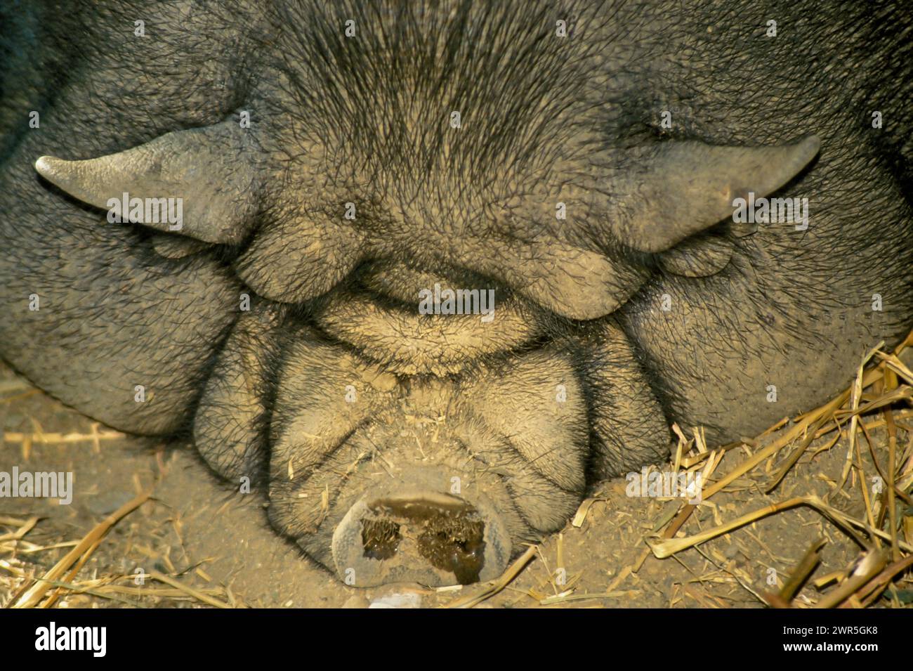 États-Unis : Californie : un cochon vietnamien en pot repose au zoo de Santa Barbara. Banque D'Images
