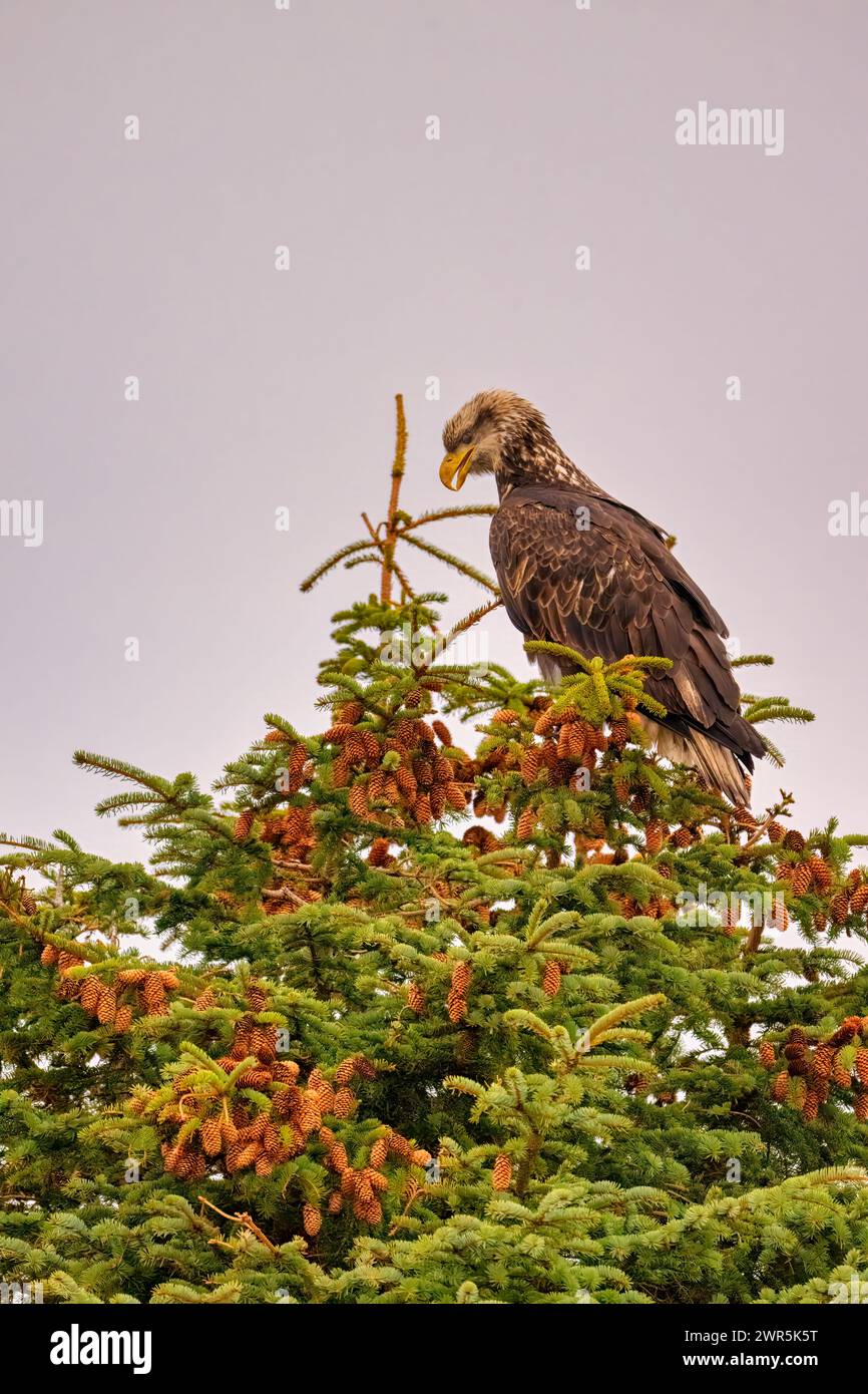Un aigle chauve perché sur une branche d'arbre avec des baies Banque D'Images