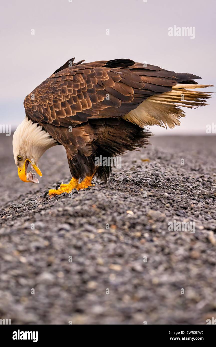 Aigle majestueux debout avec les ailes déployées et les pieds levés au sol Banque D'Images
