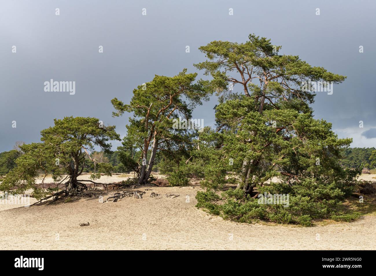 Pins sylvestres (pinus sylvestris) dans le Soester Duinen sur l'Utrechtse Heuvelrug au début du printemps. Banque D'Images Pins sylvestres (pinus sylvestris) dans le Soester Duinen sur l'Utrechtse Heuvelrug au début du printemps. Banque D'Images