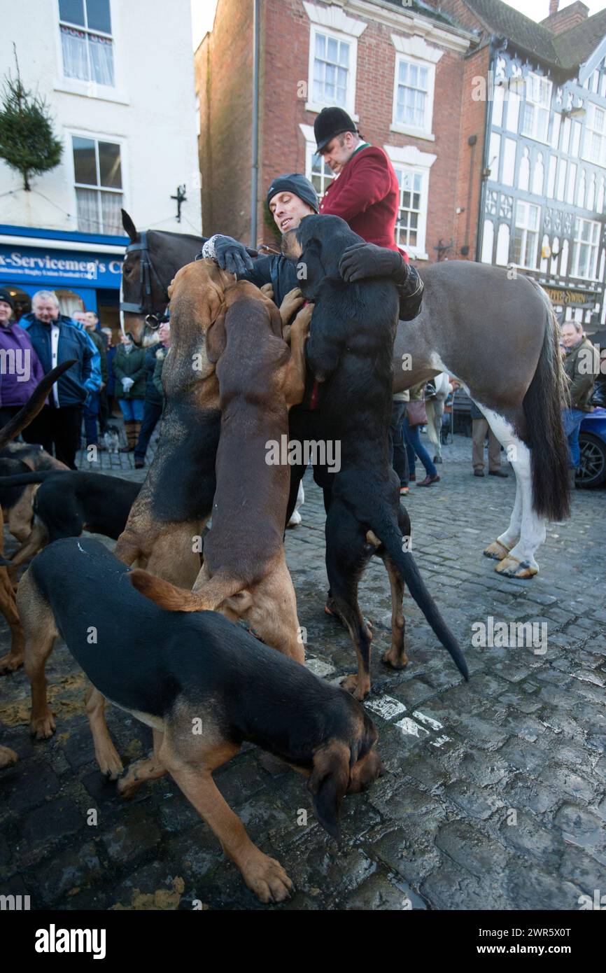 26/12/16 Paddy Wright permet aux Bloodhounds, de la chasse aux quatre Shires, de sentir son odeur avant de courir huit miles à travers le pays comme l'humain qua Banque D'Images