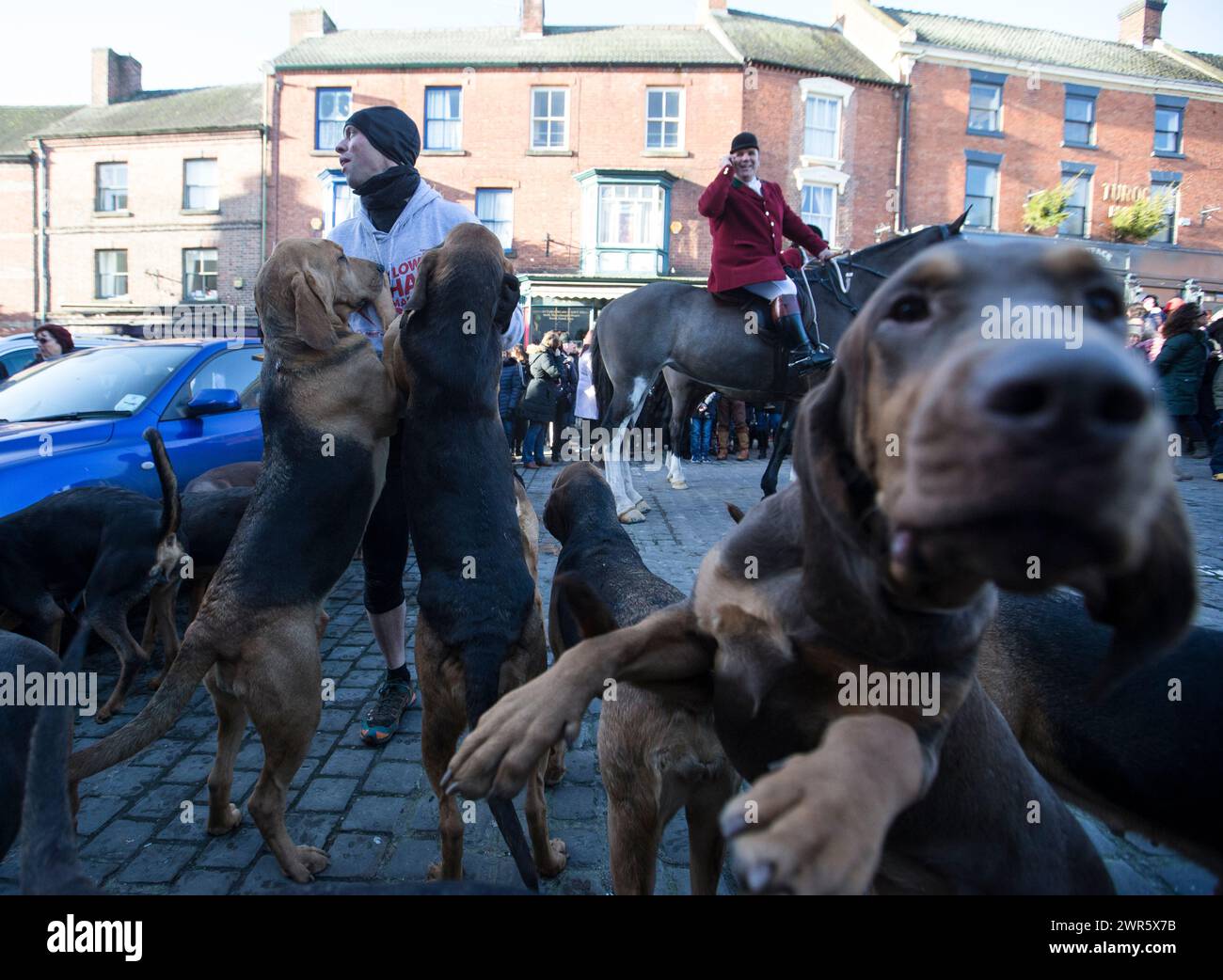 26/12/16 Paddy Wright permet aux Bloodhounds, de la chasse aux quatre Shires, de sentir son odeur avant de courir huit miles à travers le pays comme l'humain qua Banque D'Images