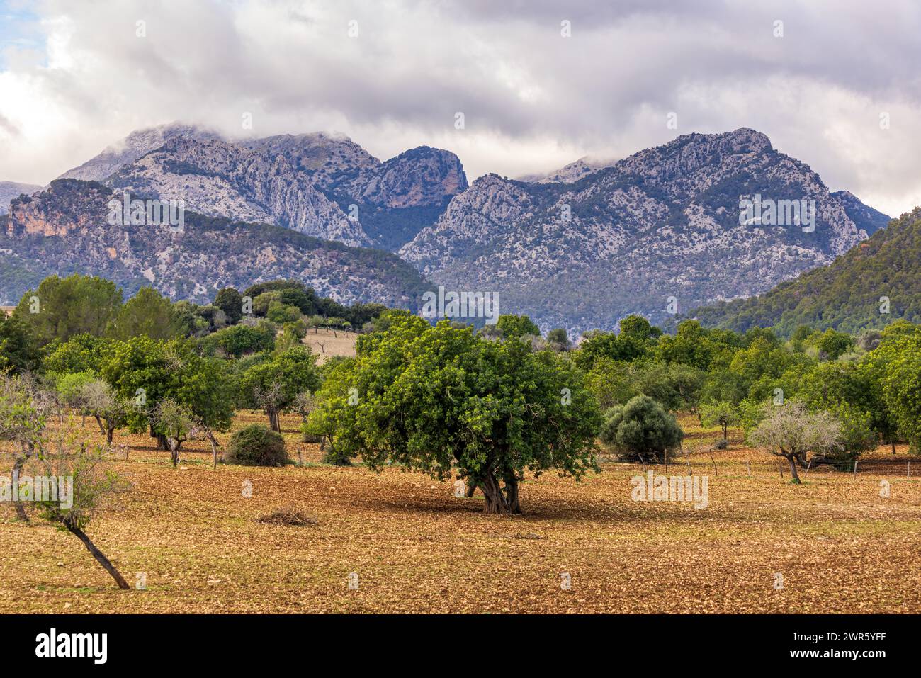 Champ avec des caroubiers, des oliviers et des amandiers en face d'une chaîne de montagnes Serra de Tramuntana à Majorque, Majorque, Îles Baléares, Espagne, Europe Banque D'Images