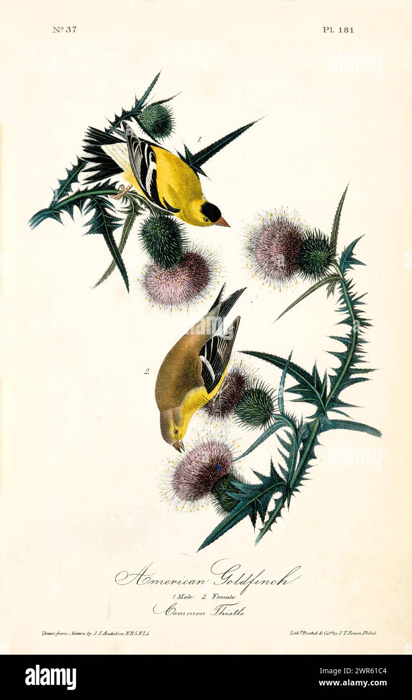 Deux oiseaux aux couleurs vives et chardons en fleurs, isolés sur blanc, éléments décoratifs idéaux. Par J.J. Audubon : Birds of America, 1840 Banque D'Images