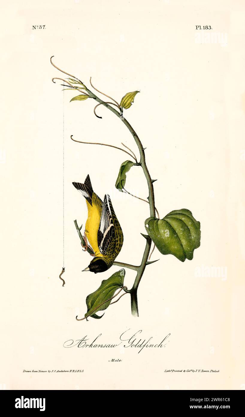Ancienne illustration gravée du finch d'or d'Arkansaw (Spinus psaltria). Créé par J.J. Audubon : Birds of America, Philadelphie, 1840. Banque D'Images