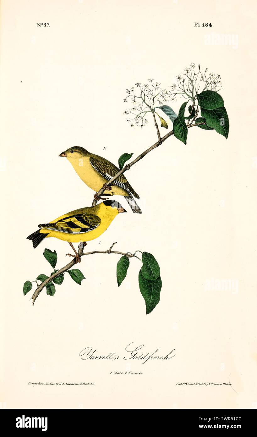 Deux oiseaux finement détaillés sur une branche fleurie, vibrants dans des tons jaunes et olive, idéaux pour une utilisation décorative raffinée. Par J.J. Audubon : Birds of America Banque D'Images