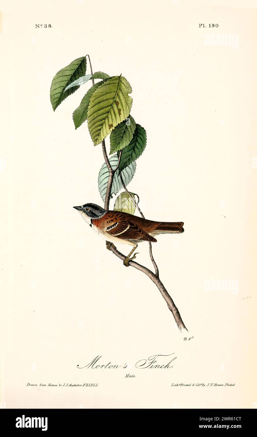 Élément décoratif de style vintage avec un oiseau de couleur rouille perché sur une branche mince avec des couches de feuillage vert. Par J.J. Audubon : 1840 Banque D'Images