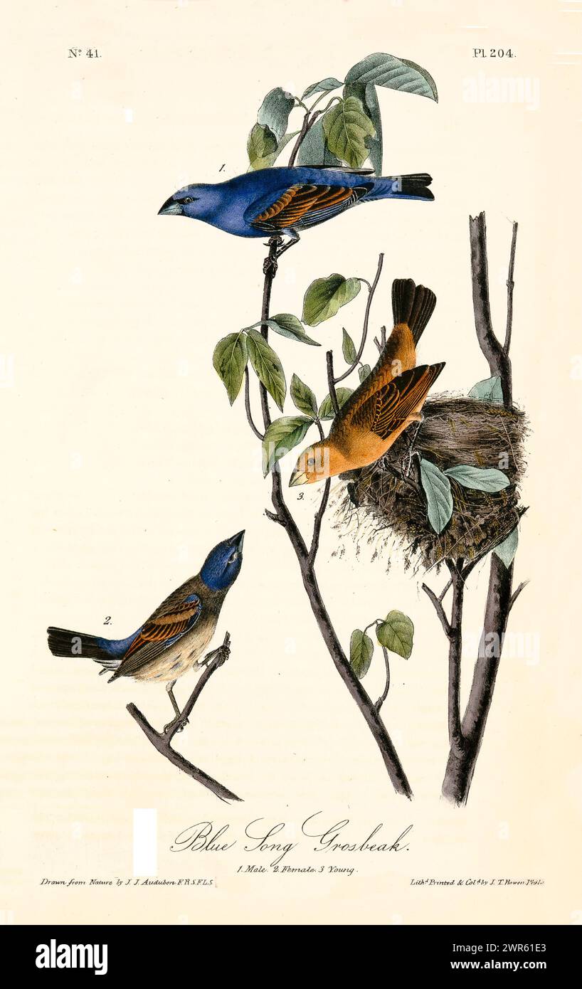 Ancienne illustration gravée de grosbeak de chant bleu (Passerina caerulea). Créé par J.J. Audubon : Birds of America, Philadelphie, 1840. Banque D'Images