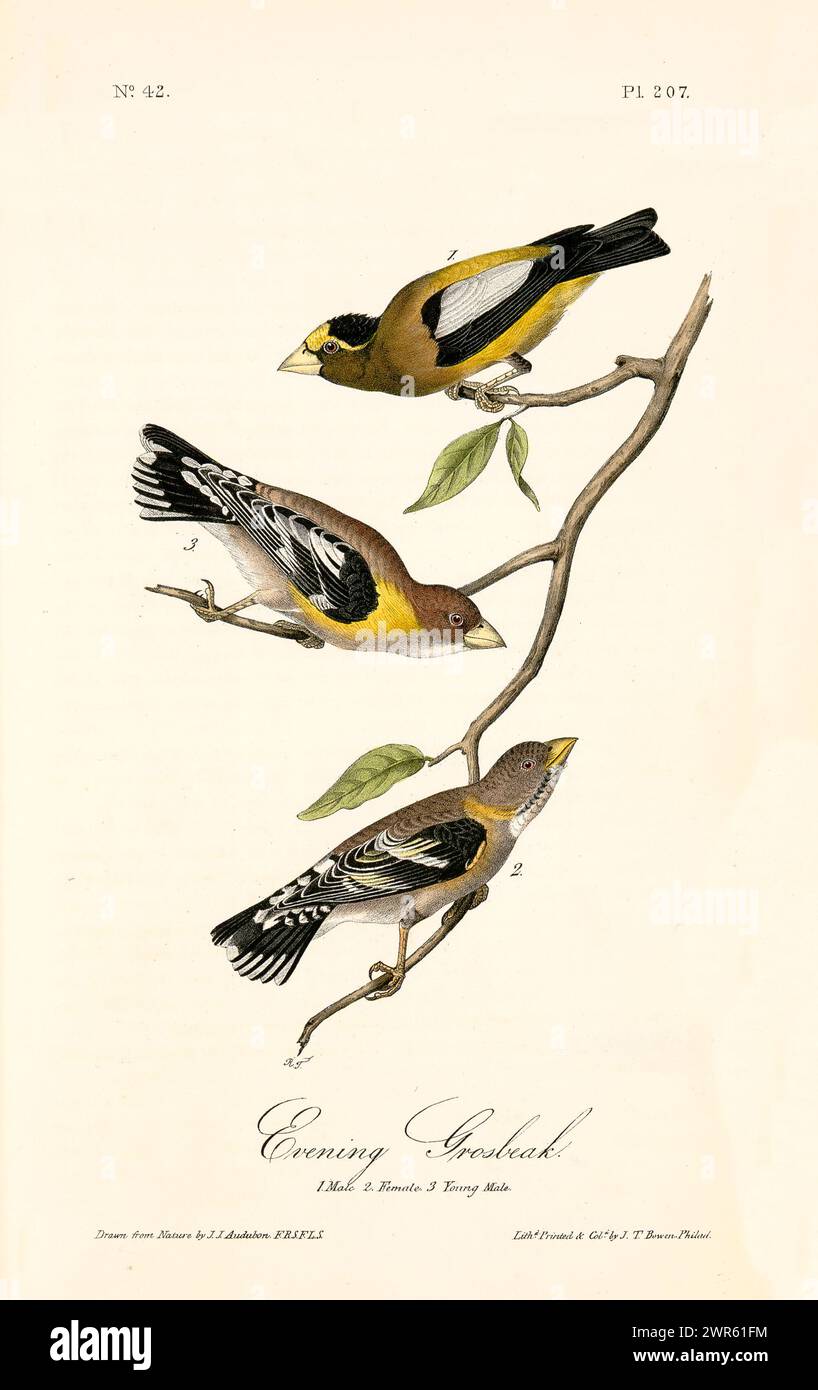Illustration ancienne gravée de gros bec du soir (Hespériphona vespertina). Créé par J.J. Audubon : Birds of America, Philadelphie, 1840. Banque D'Images