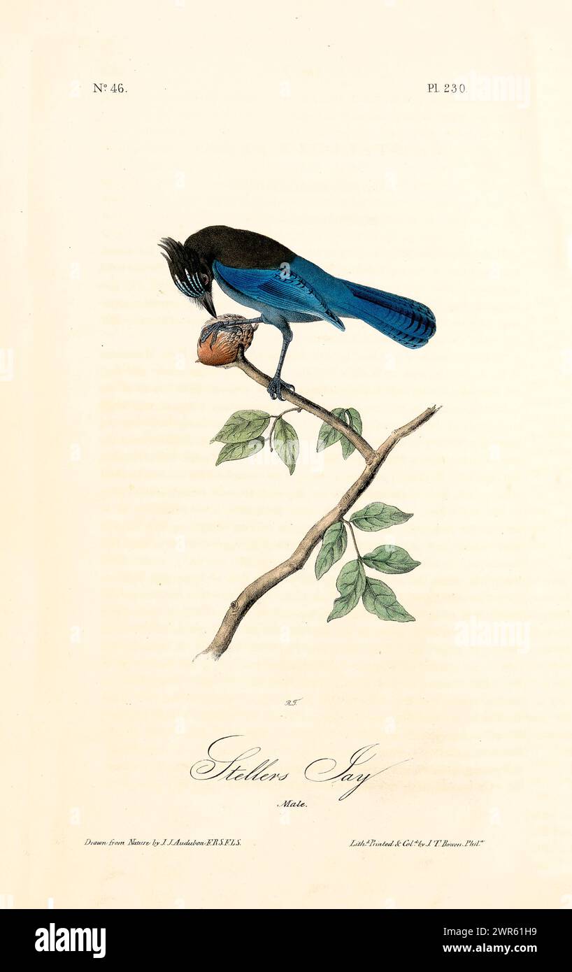 Ancienne illustration gravée de Stellers jay (Cyanocitta stelleri). Par J.J. Audubon : Birds of America, Philadelphie, 1840. Banque D'Images