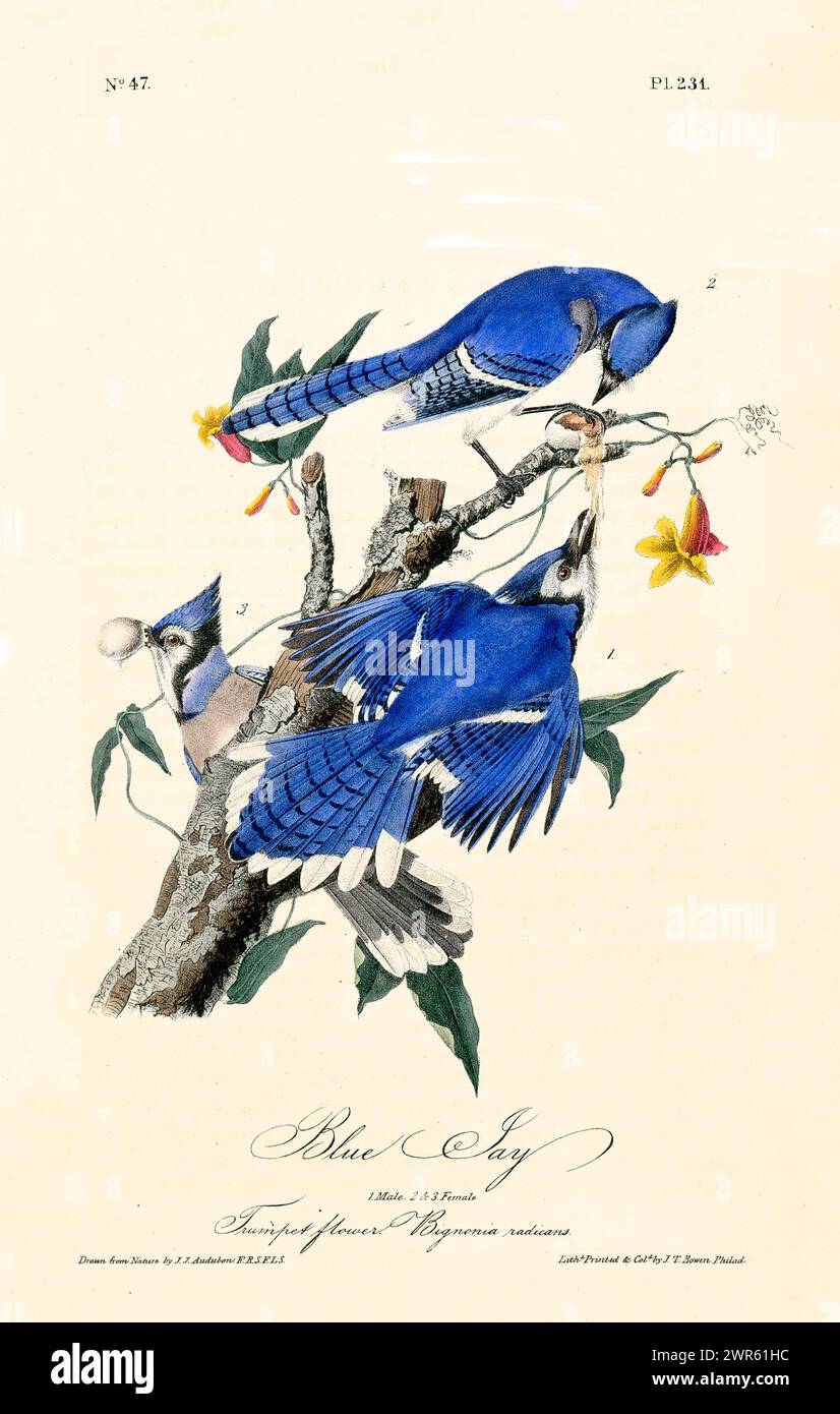 Ancienne illustration gravée de Blue jay (Cyanocitta cristata). Par J.J. Audubon : Birds of America, Philadelphie, 1840. Banque D'Images