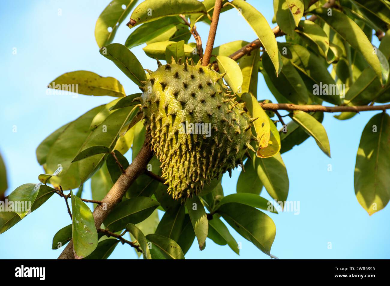 Fruit Soursop poussant sur l'arbre dans la jungle Sarawak Bornéo East Malaysia Banque D'Images