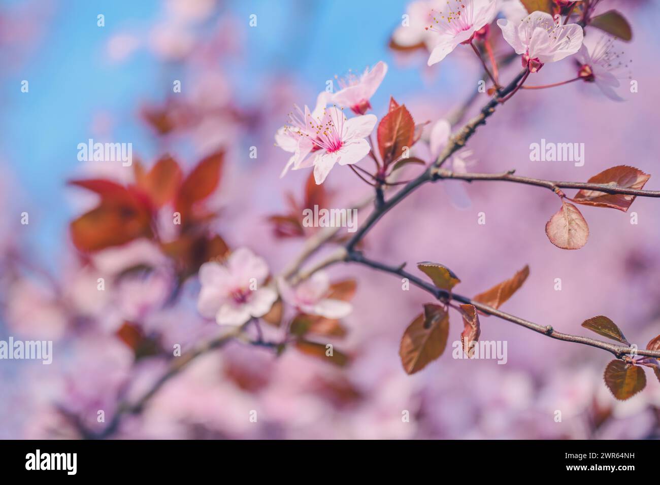 Cime d'arbre de prune de cerise en fleur, beau fond de saison de printemps, gros plan avec mise au point sélective Banque D'Images