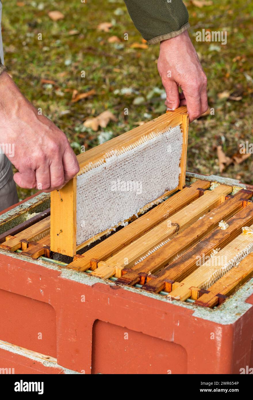 Apiculteur soulevant des cadres d'une ruche pour vérifier la présence de nid d'abeilles Banque D'Images
