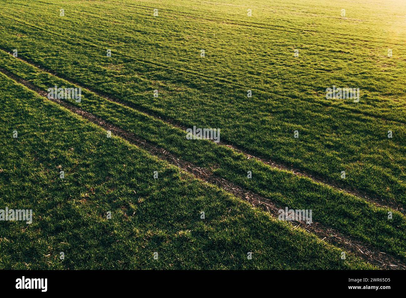 Trace de pneu de tracteur dans un champ de semis de blé, vue en angle élevé Banque D'Images