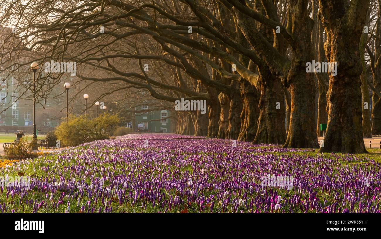 Un tapis massif de crocus colorés fleurissant dans une rangée de platanes dans la belle lumière du matin Banque D'Images