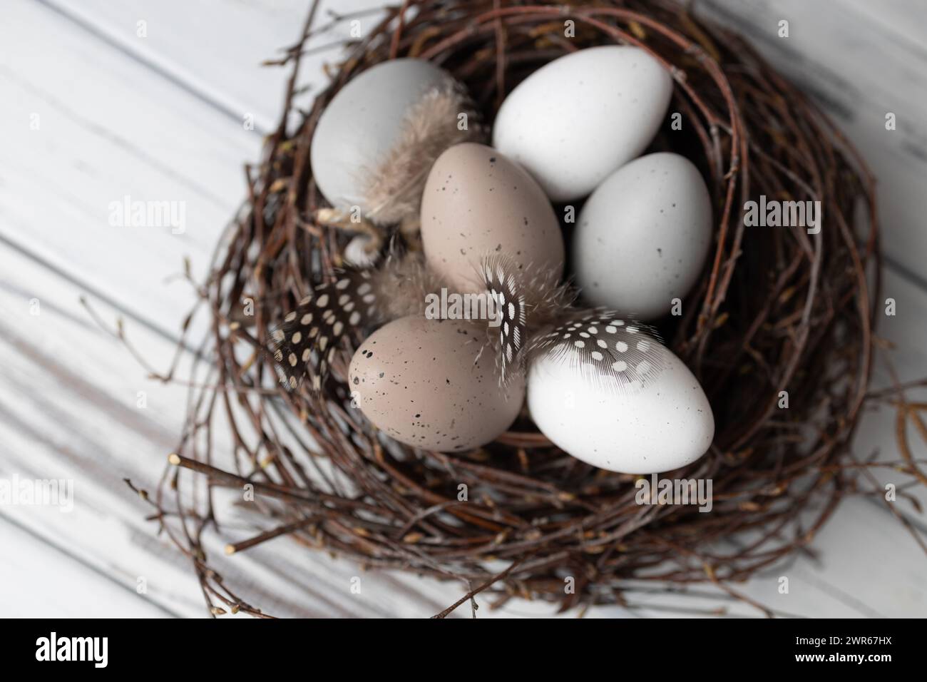 Oeufs de Pâques dans le nid de branches de bouleau. Carte de voeux printanière Banque D'Images
