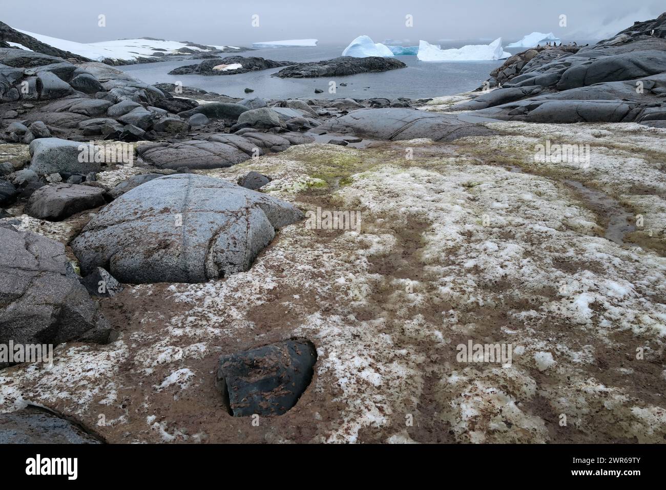 ©PHOTOPQR/VOIX DU NORD/PIERRE ROUANET ; 27/02/2024 ; ANTARCTIQUE, LE 27/02/2024. Croisiere dite d'expédition vers le continent blanc, la Peninsula Antarctique (continent austral, pole sud, Antarctica, South pole, glace, banquise, iceberg), au dela du cercle polaire, par l'operateur touristique francais Exploris (membre de l'IAATO tourisme responsable). Deuxieme jour sur la péninsule antarctique. Port Charcot, ile Booth, Terre de Graham. PHOTO PIERRE ROUANET LA VOIX DU NORD - EXPÉDITION EXPLORIS DANS LA PÉNINSULE ANTARTICA Banque D'Images