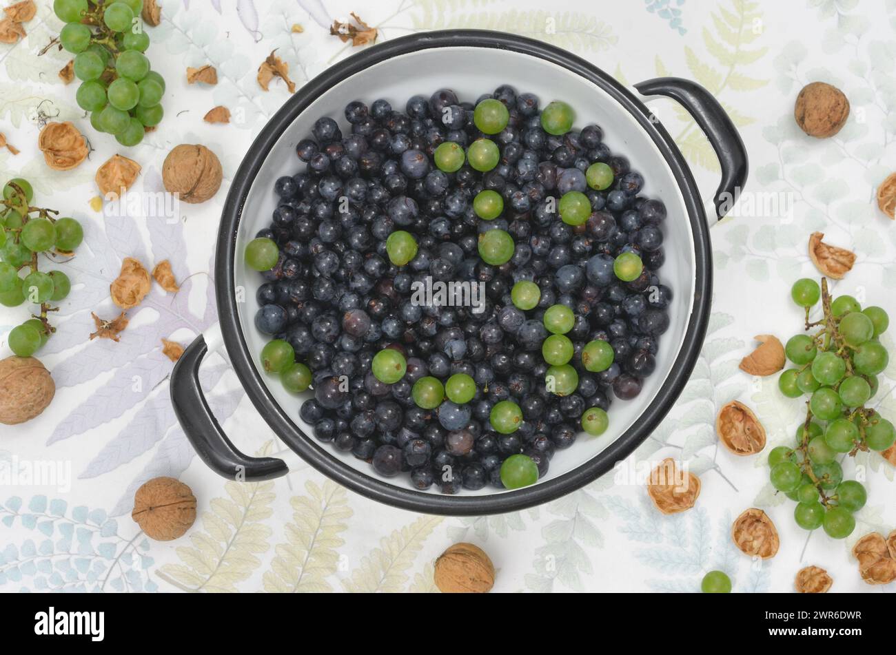 Jardinage, récolte, raisins verts et foncés du jardin dans une passoire, vue de dessus. Banque D'Images