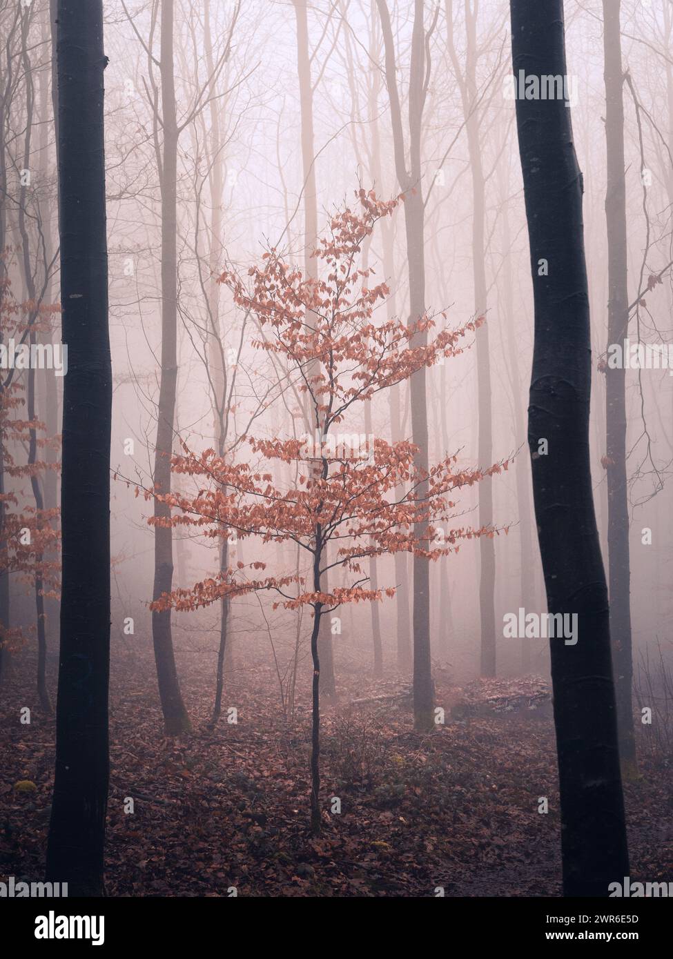 Une matinée brumeuse dans la forêt ardennaise de Belgique. Banque D'Images