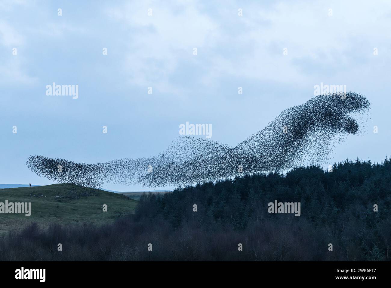 Une personne regardant une murmure spectaculaire d'étourdissement avec des milliers d'oiseaux lors d'une soirée de mars à Llandegley, au centre du pays de Galles, au Royaume-Uni Banque D'Images