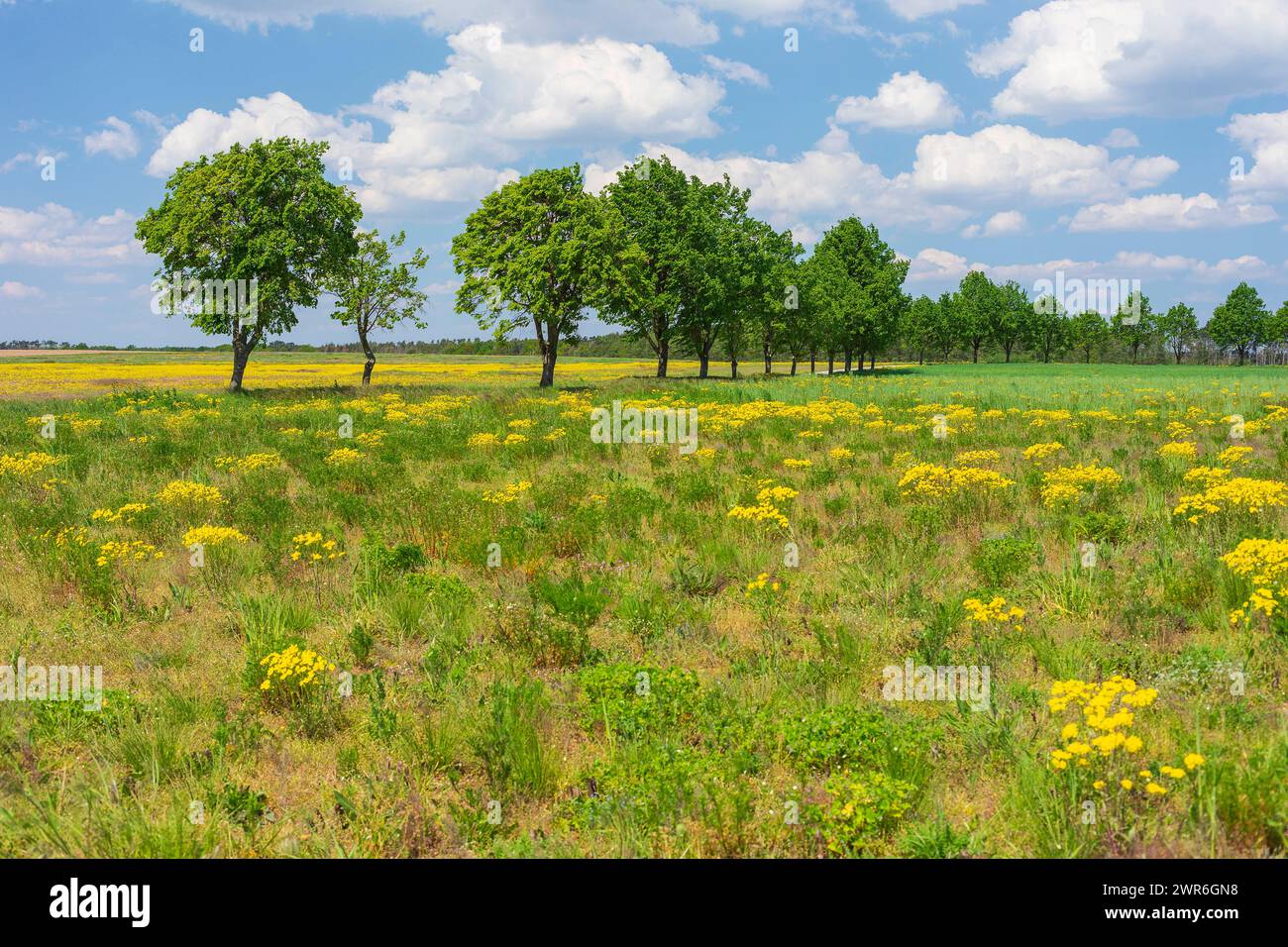 Artenvielfalt auf einer landwirtschaftlich brachliegenden Fläche BEI Cavertitz, Sachsen, Deutschland *** biodiversité en jachère agricole ne Banque D'Images