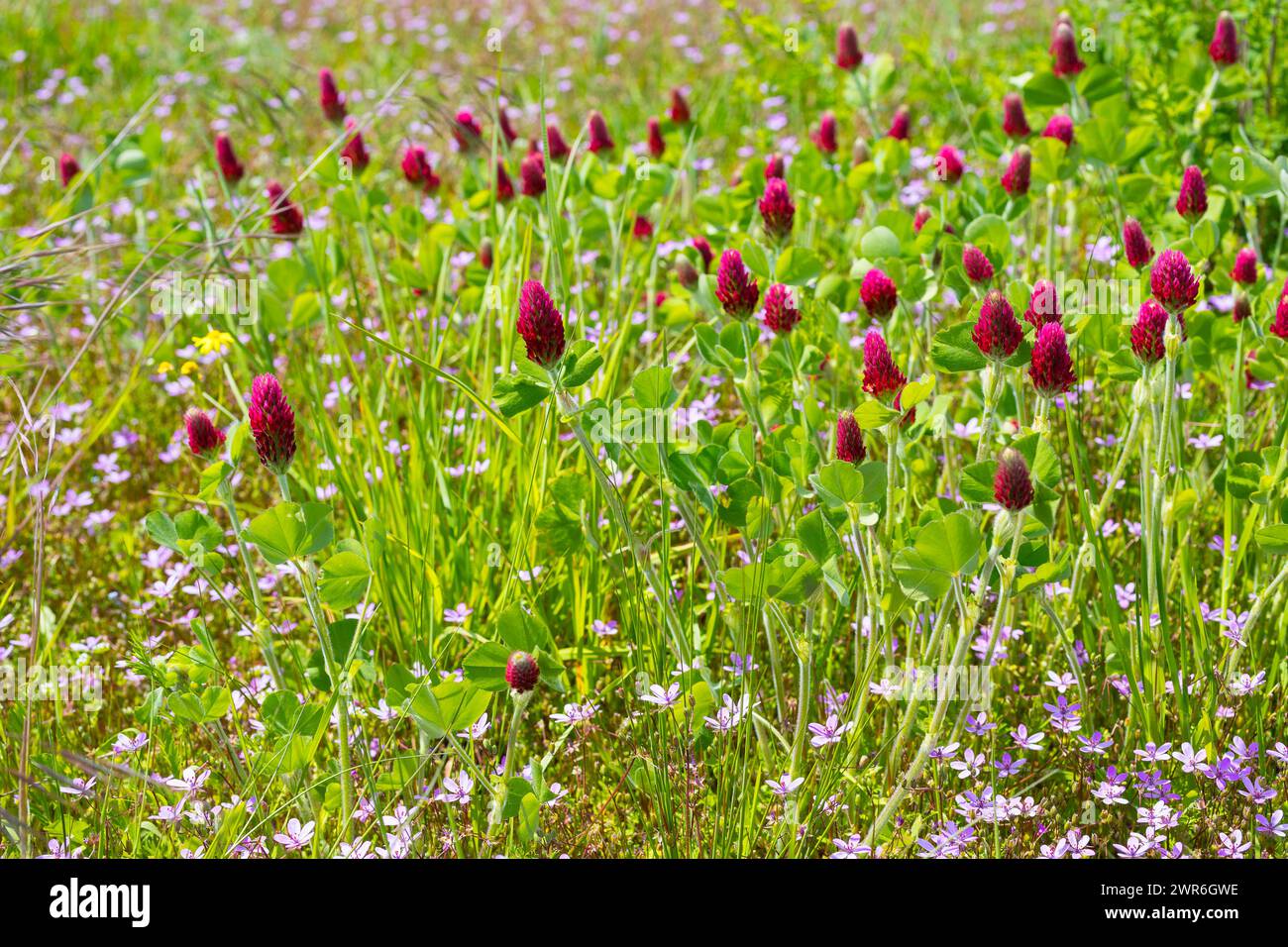 Dunkelrot steht der Inkarnat-Klee Trifolium incarnatum in Blüte, Sachsen, Deutschland *** trèfle incarné rouge foncé Trifolium incarnatum in Bloom, Sax Banque D'Images