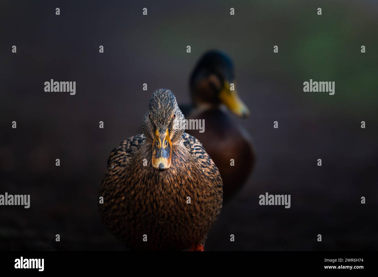 Deux canards hors de l'eau. Le canard à l'avant semble un peu menaçant. Arrière-plan flou. Banque D'Images