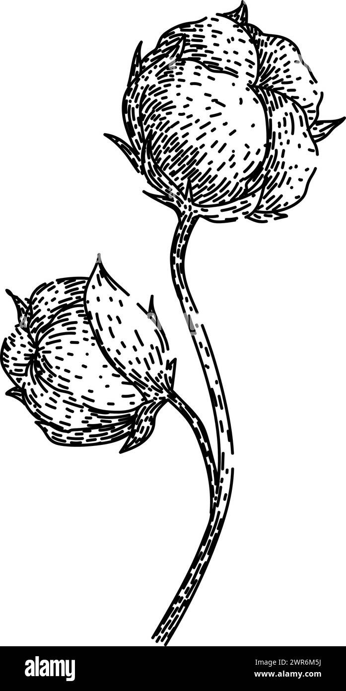 vecteur dessiné à la main par esquisse de plante de coton de champ Illustration de Vecteur